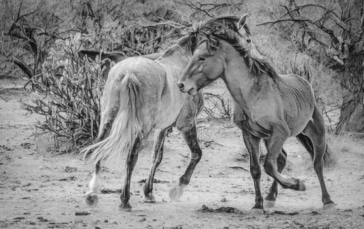 Wild Horses, work 16