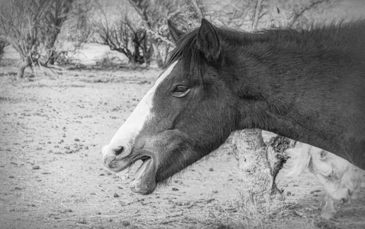 Wild Horses, work 18