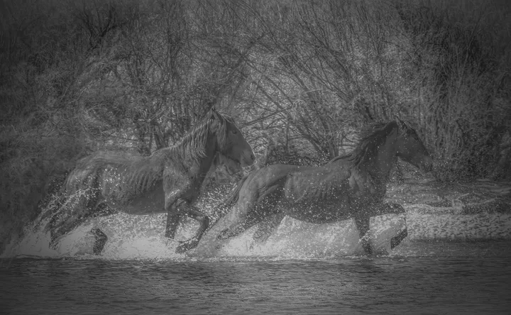 Wild Horses, work 19