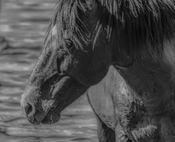 Wild Horses, work 20