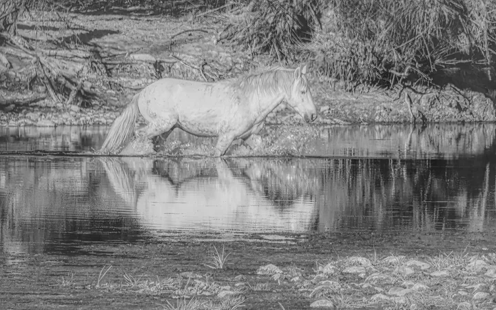 Wild Horses, work 21