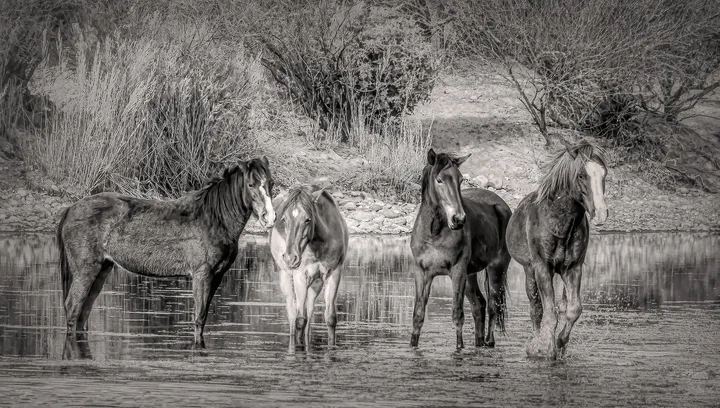 Wild Horses, work 22