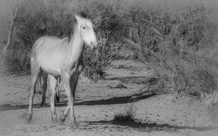 Wild Horses, work 23