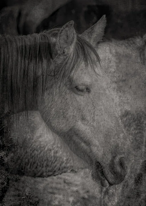 Wild Horses, work 24