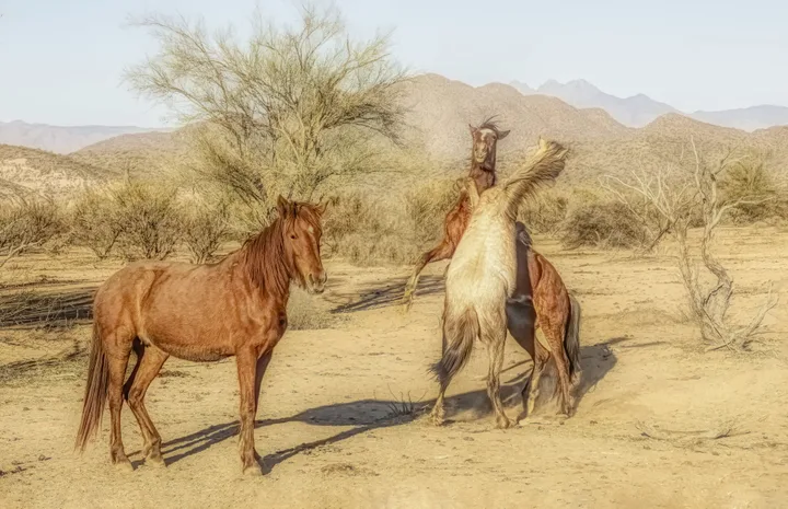 Wild Horses, work 26