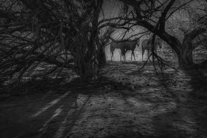 Wild Horses, work 28
