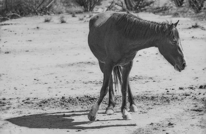 Wild Horses, work 29
