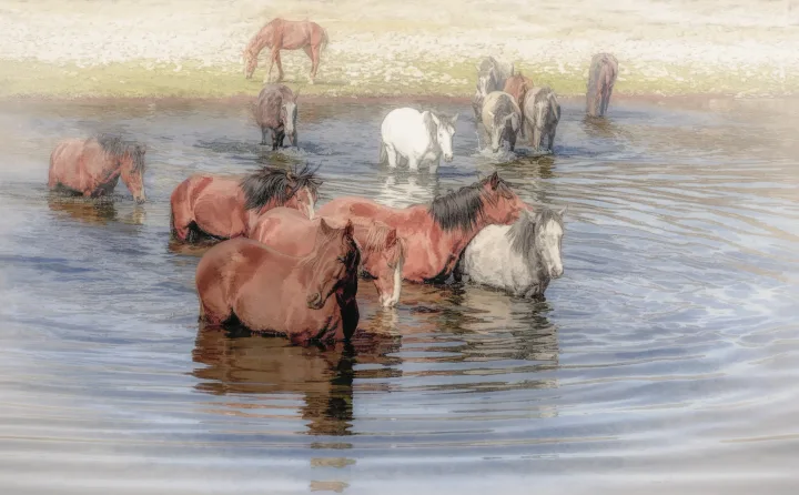 Wild Horses, work 31