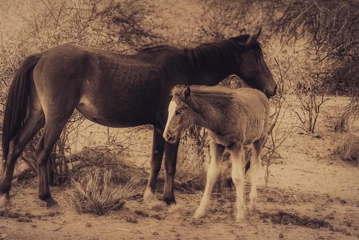 Wild Horses, work 32