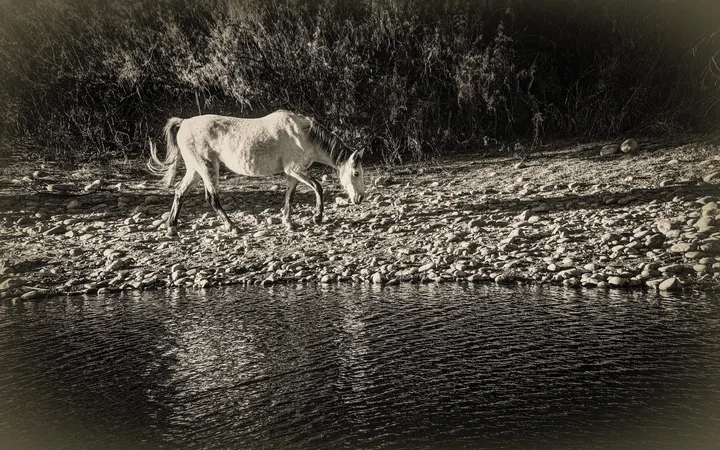 Wild Horses, work 33