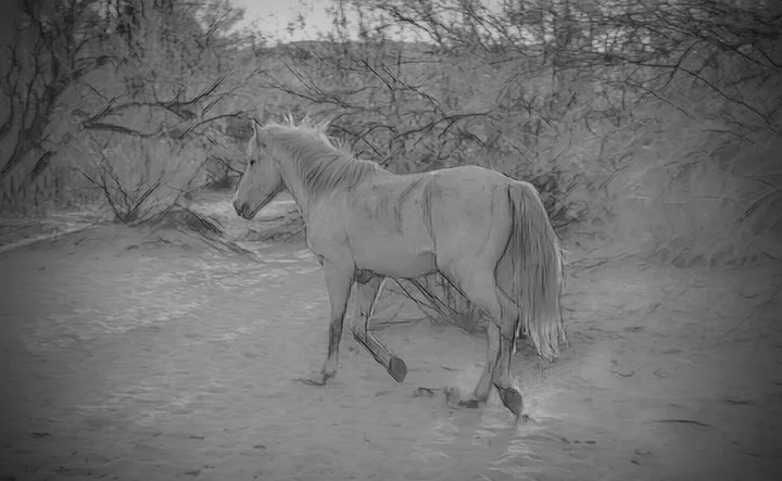 Wild Horses, work 34
