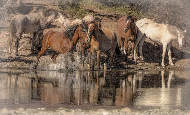 Wild Horses, work 35