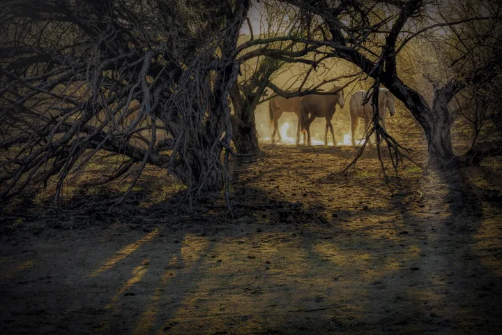 Wild Horses, work 36