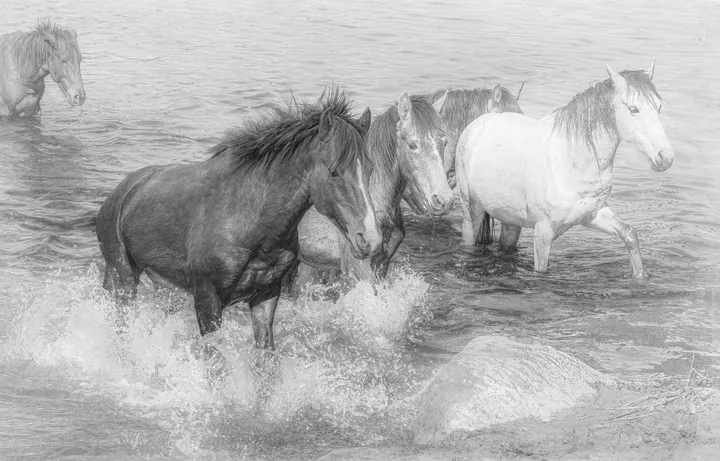 Wild Horses, work 37