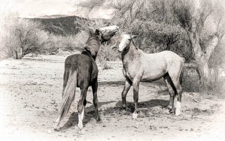 Wild Horses, work 38