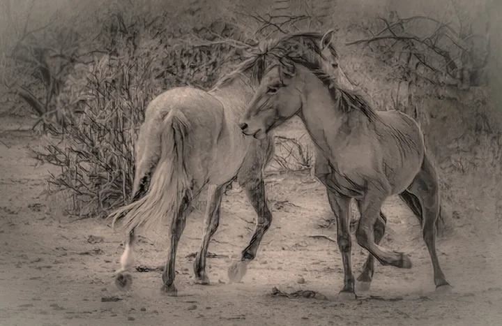 Wild Horses, work 39