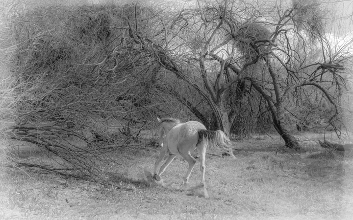 Wild Horses, work 40