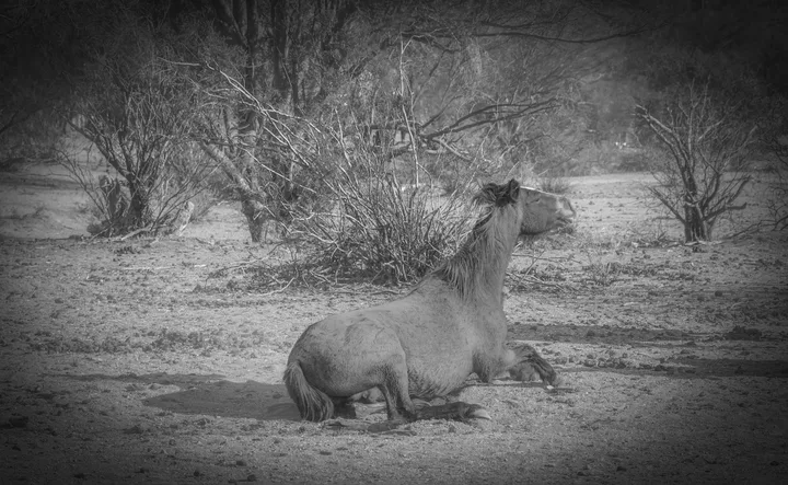 Wild Horses, work 41