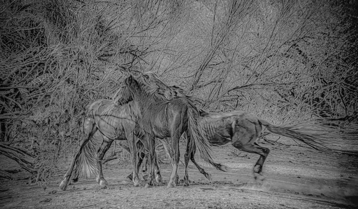 Wild Horses, work 42