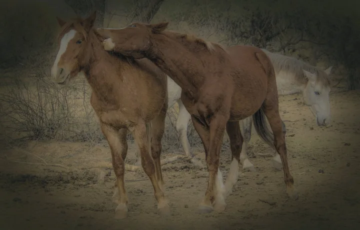 Wild Horses, work 43