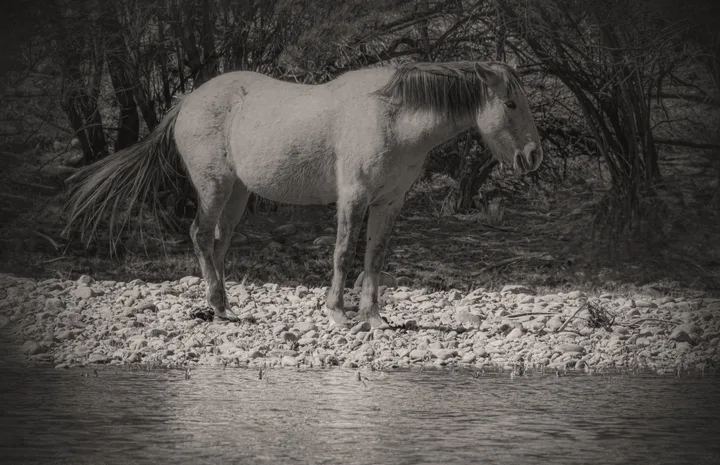 Wild Horses, work 46