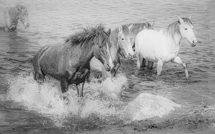 Wild Horses, work 47