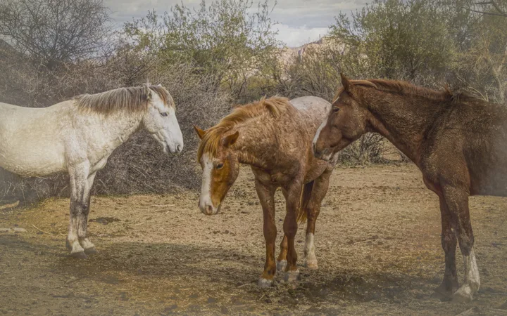 Wild Horses, work 49