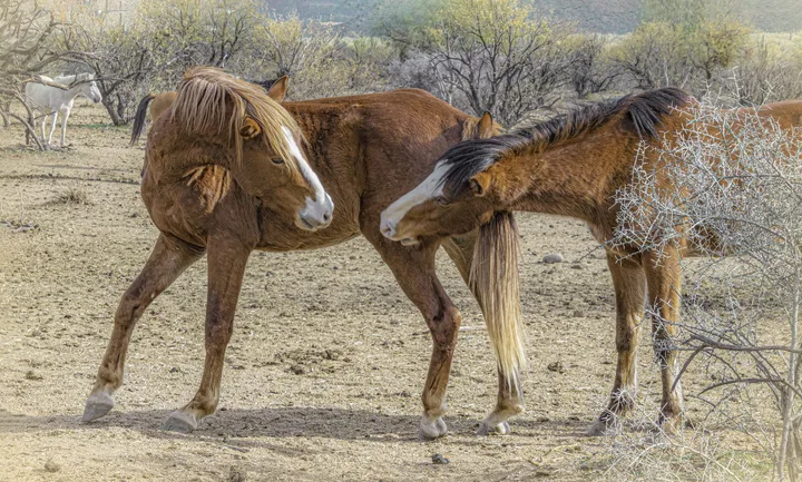Wild Horses, work 50