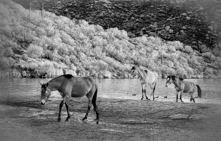 Wild Horses, work 51