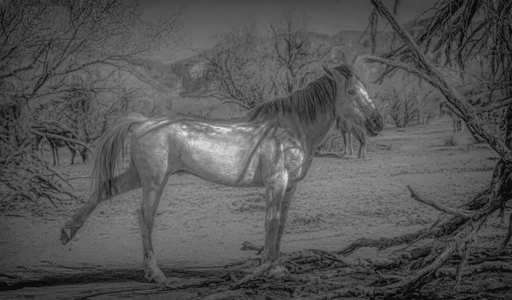 Wild Horses, work 52