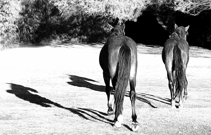 Wild Horses, work 55