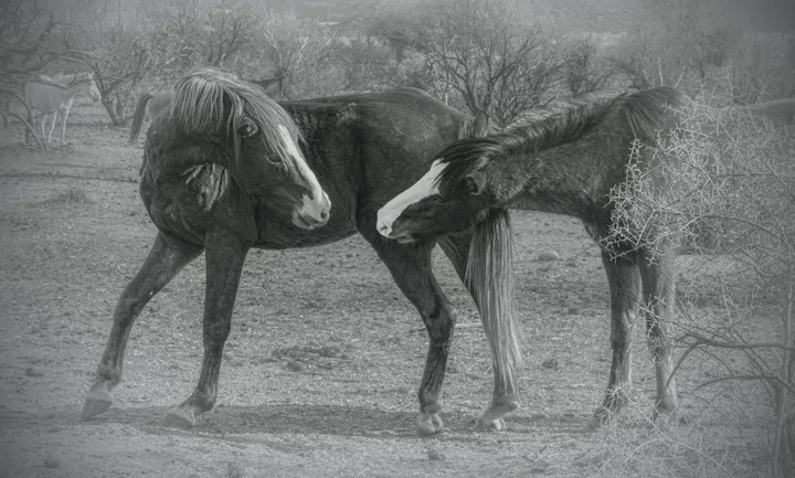 Wild Horses, work 56