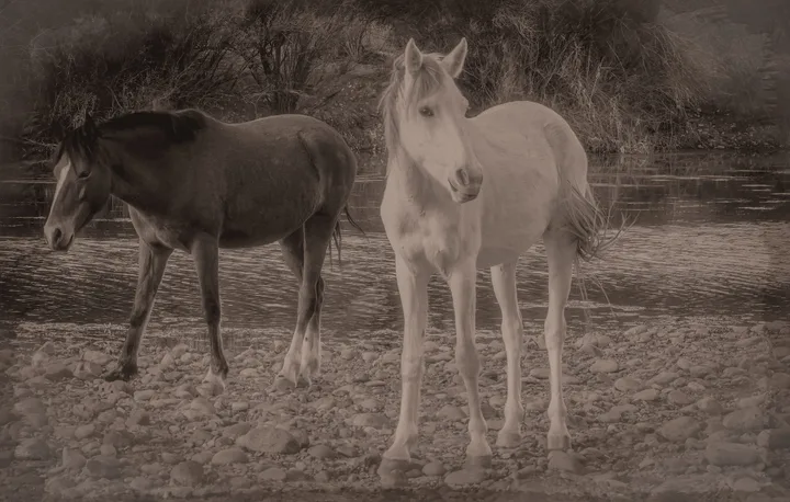 Wild Horses, work 57