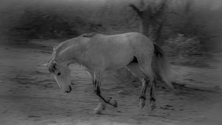 Wild Horses, work 58