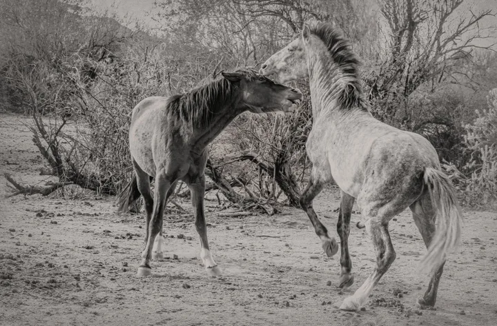 Wild Horses, work 59