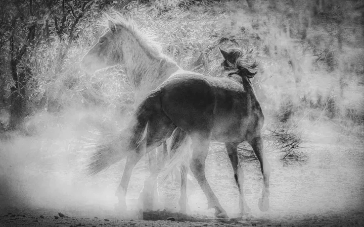 Wild Horses, work 60