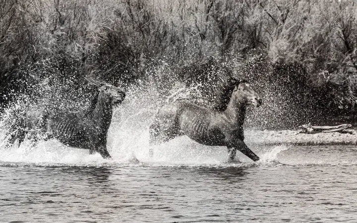 Wild Horses, work 61
