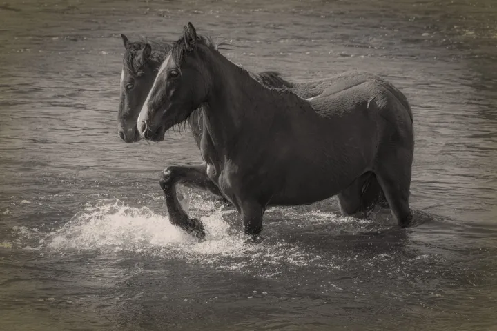 Wild Horses, work 62