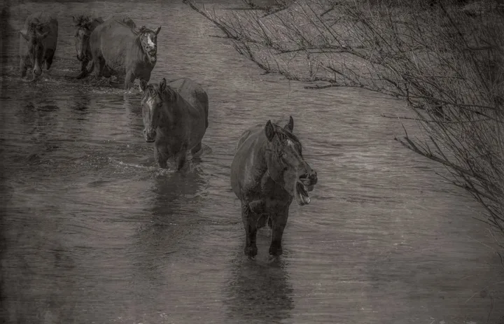 Wild Horses, work 63