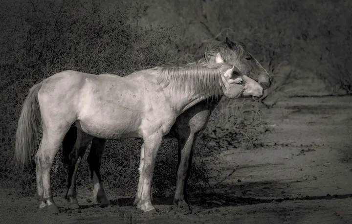 Wild Horses, work 65