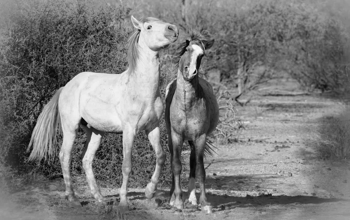 Wild Horses, work 66