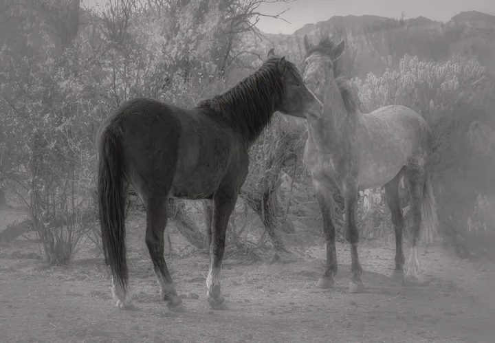 Wild Horses, work 67
