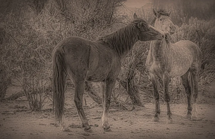 Wild Horses, work 68