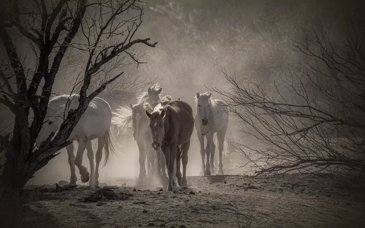 Wild Horses, work 69